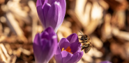 Frühling im Garten