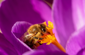 Bienen helfen – Frühjahrsblüher pflanzen