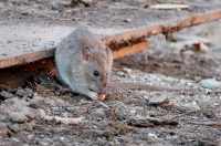 Verordnung "VERHÜTUNG VERBREITUNG RATTEN"